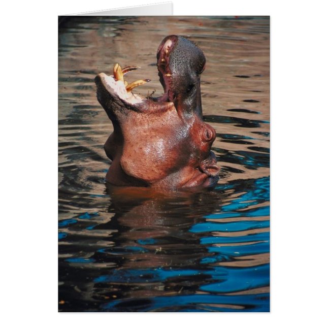 Cartão Cabeça do hipopótamo (Frente)