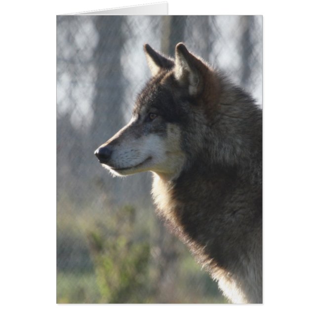 Cartão Cabeça do lobo (Frente)