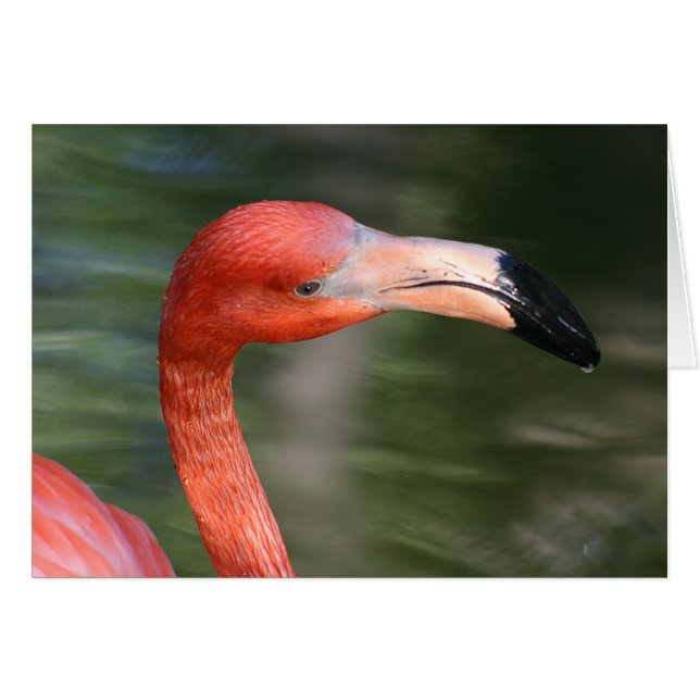 Cartão Cabeça Flamingo Cor-de-Rosa-Laranja (Frente Horizontal)