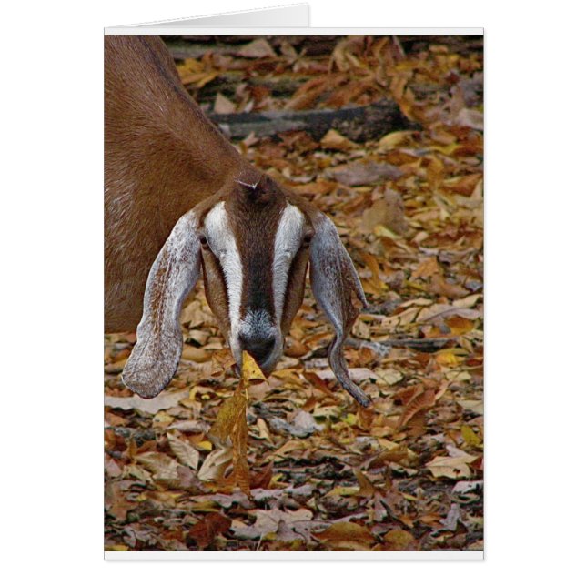 Cartão Cabra (Frente)