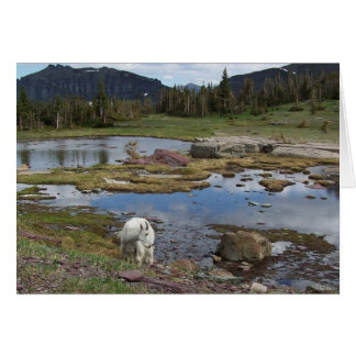 Cartão Cabra de montanha