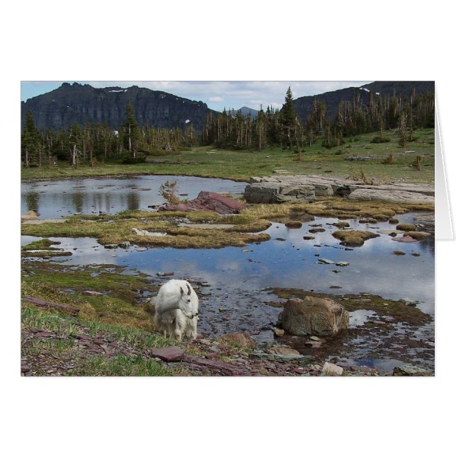 Cartão Cabra de montanha (Frente horizontal)