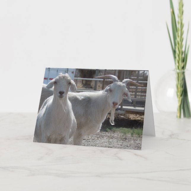 Cartão Cabra ocidental engraçada dos parabéns (Frente)