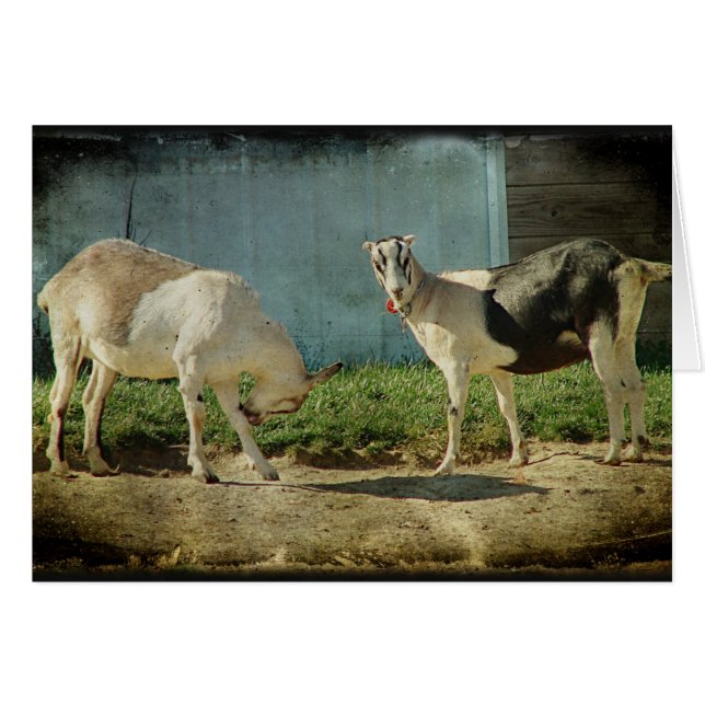 Cartão Cabras leiteiras (Frente Horizontal)