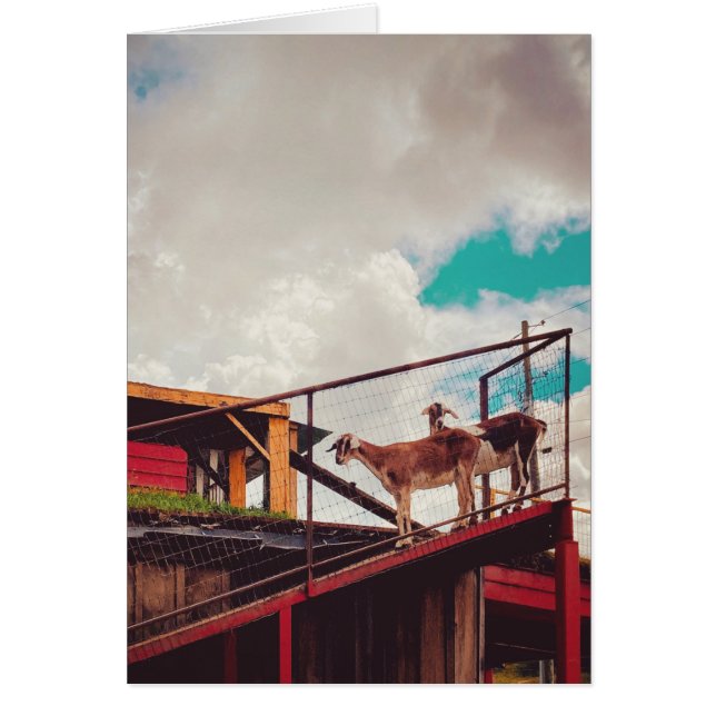 Cartão cabras no telhado (Frente)