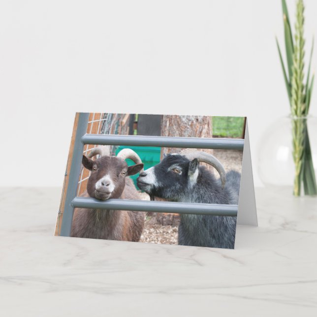 Cartão Cabritas Aconchegantes! (Frente)