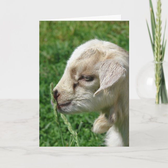 Cartão Cabrito Flor da Páscoa (Frente)