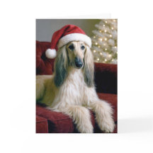 Caça Afegã de Natal em um sofá Velvet