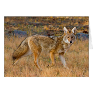 Cartão Caça ao coiote (Canis Latrans)