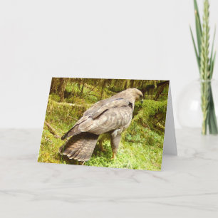 Cartão Caça de Grilos do Buteo do Bosque Arte da Natureza