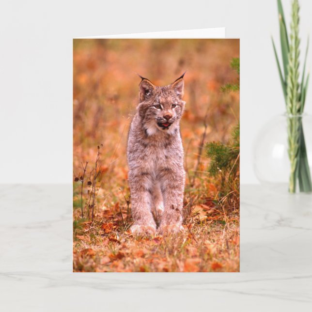 Cartão Caça de Lince | Floresta de Outono (Frente)