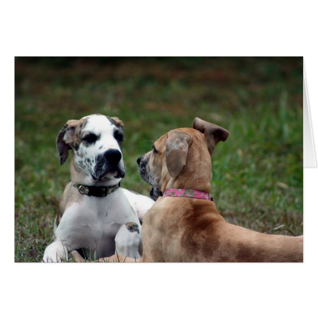 Cartão caça e jade 3 (Frente Horizontal)