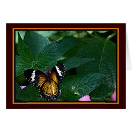 Cartão Caça-leopardo (Cetosia cyane): Borboleta