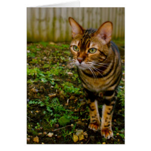 Cartão Caçador do inseto