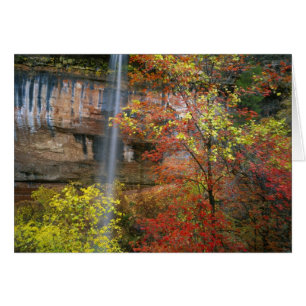 Cartão Cachoeira, bordo de dentes grandes Acer
