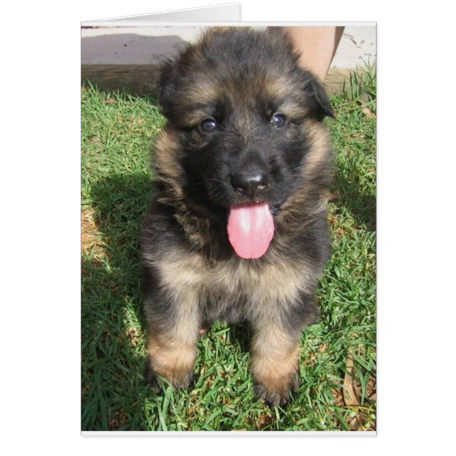 Cartão cachorrinho do german shepherd.png (Frente)