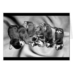 Cartão cachorrinhos-de-sono