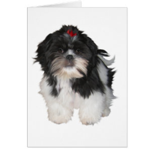 Cartão Cachorrinhos Shitzu Shih Tzu