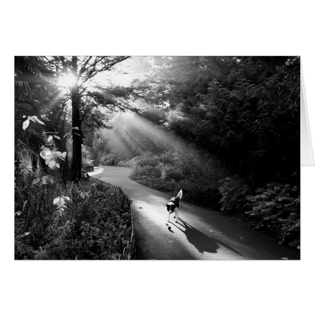 Cartão Cachorro à luz do sol da manhã (Frente Horizontal)