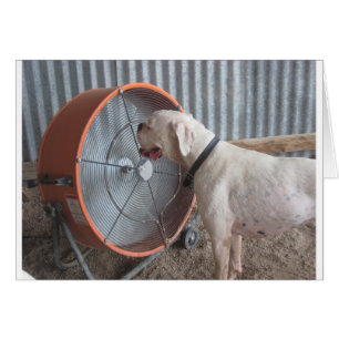 Cartão Cachorro - Adorando a brisa