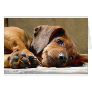 Cartão Cachorro bonito