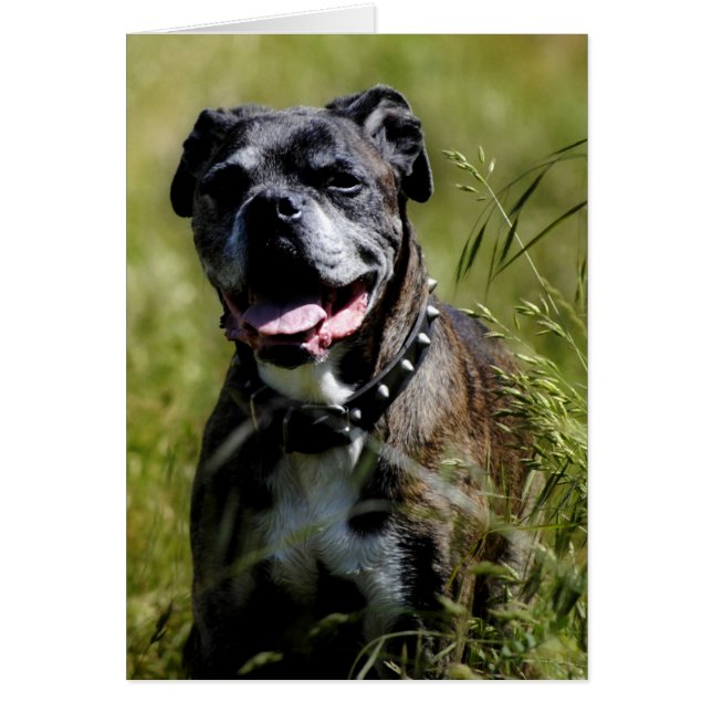Cartão Cachorro bonito na grama (Frente)