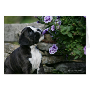 Cartão Cachorro Boxer