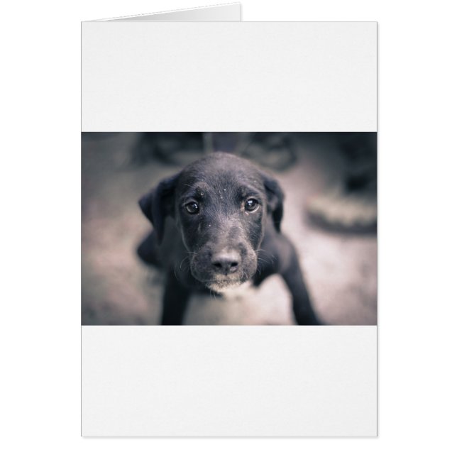 Cartão Cachorro-Cachorro Super Bonito (Frente)