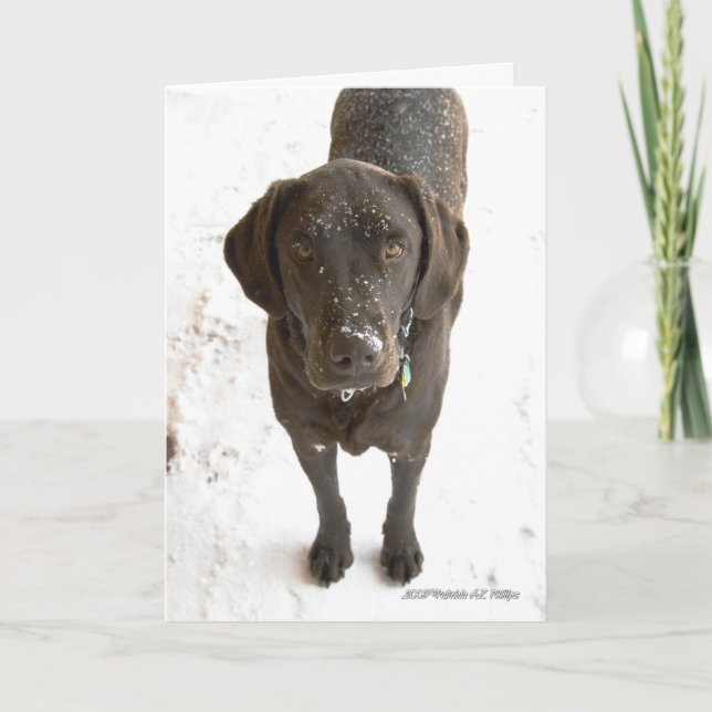 Cartão Cachorro Chocolate Labrador Missing You Fotografia (Frente)