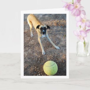 Cartão Cachorro com Bola de Tênis Grande