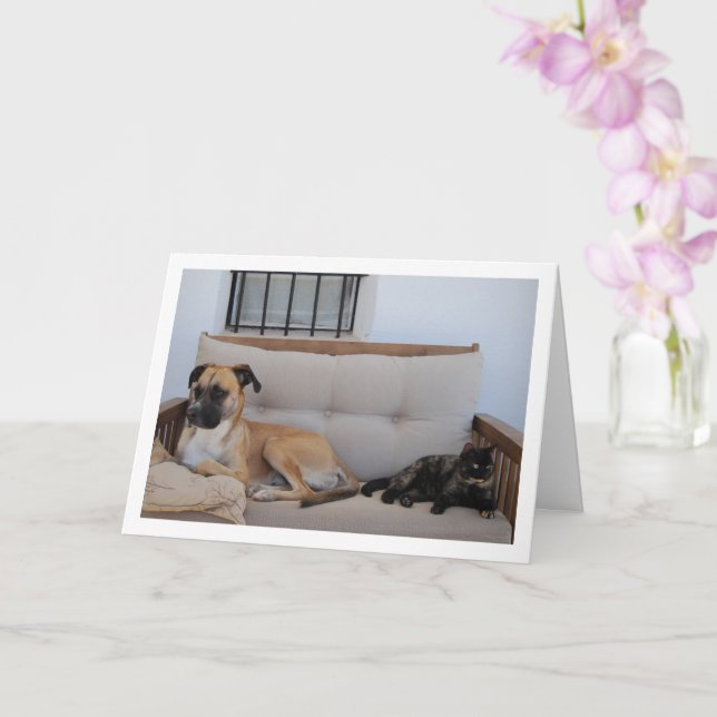 Cartão Cachorro com Gato no Banco (Orquídea)