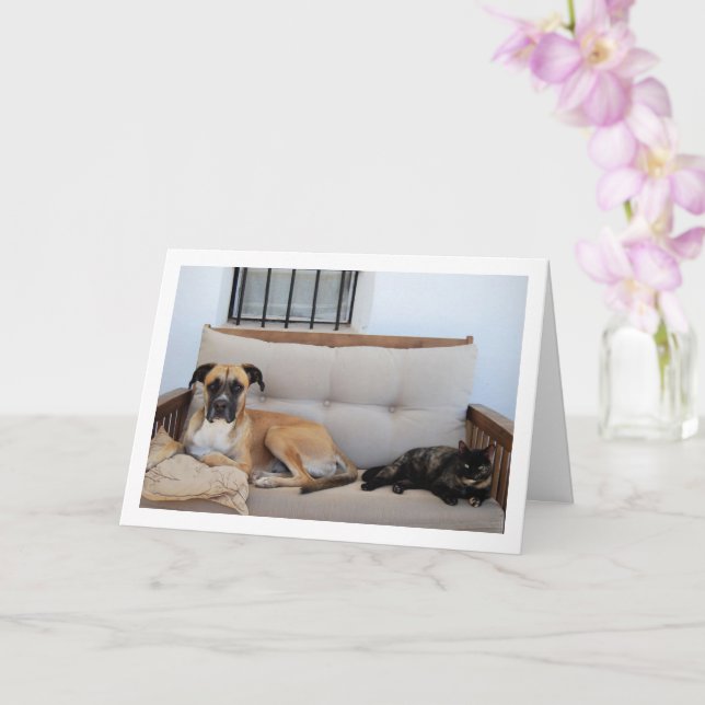 Cartão Cachorro com Gato no Banco (Orquídea)