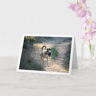 Cartão Cachorro correndo e pulando