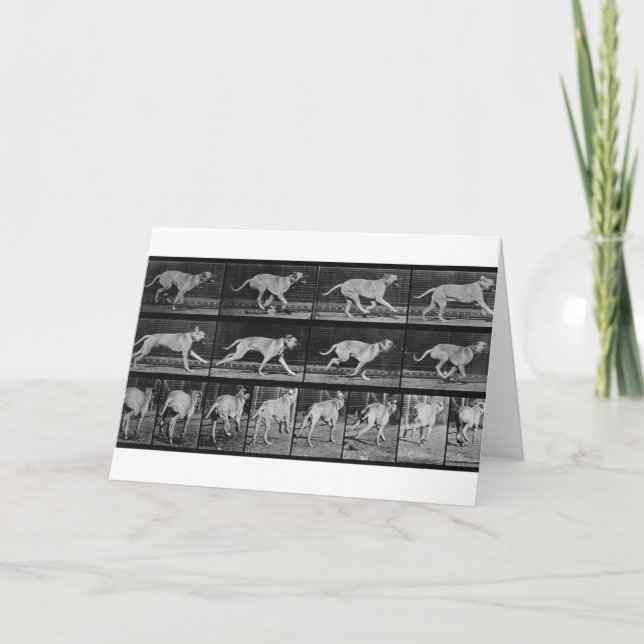 Cartão Cachorro correndo, prato 707 de 'Locomotion Animal (Frente)