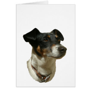 Cartão Cachorro Cute Jack Russell