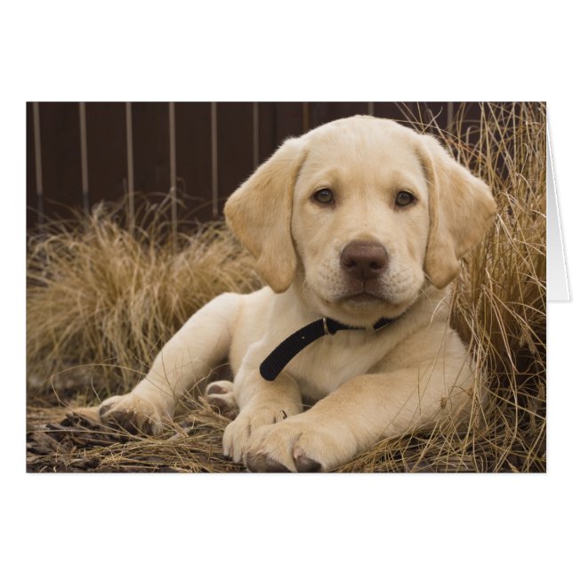 Cartão cachorro da raça Retriever do Labrador (Frente Horizontal)