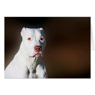 Cartão Cachorro de Emergência Pitbull-Americano Branco