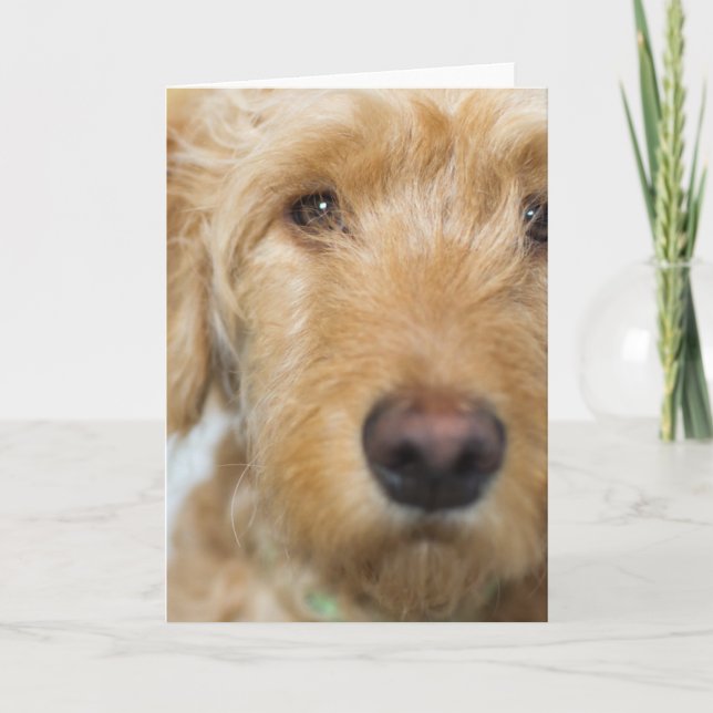 Cartão Cachorro de Goldendoodle (Frente)