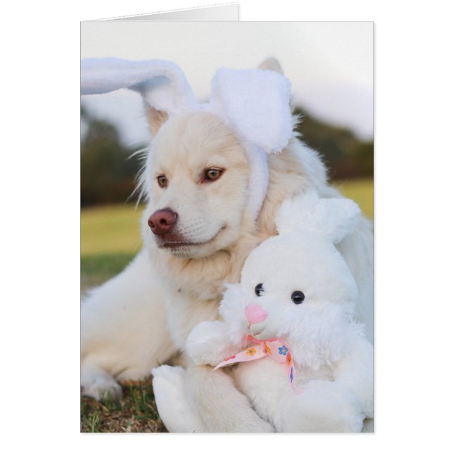 Cartão Cachorro de Lapphund, Branco, Finlandês (Frente)