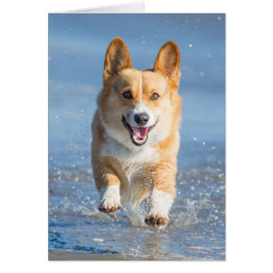 Cartão Cachorro De Pembroke Welsh Corgi Correndo Na Praia