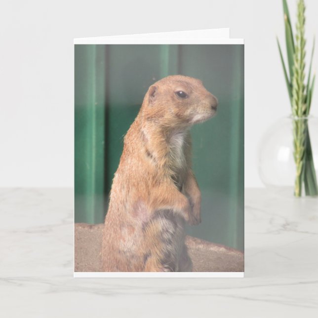 Cartão Cachorro de piranha. (Frente)