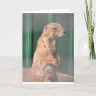 Cartão Cachorro de piranha.