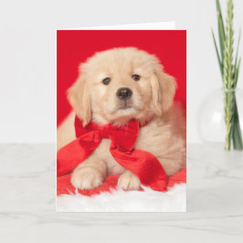 Cartão Cachorro de Raça Retriever Dourado Saudações das E
