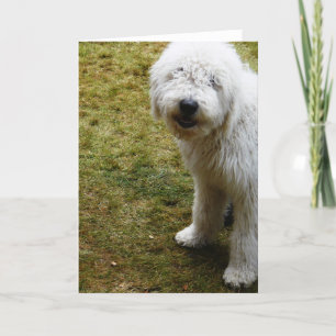 Cartão Cachorro do Dia do Cabelo Mau Fluffy Frizzzzy