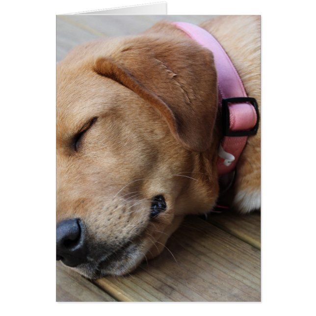 Cartão Cachorro do ouro nº 4 (Frente)