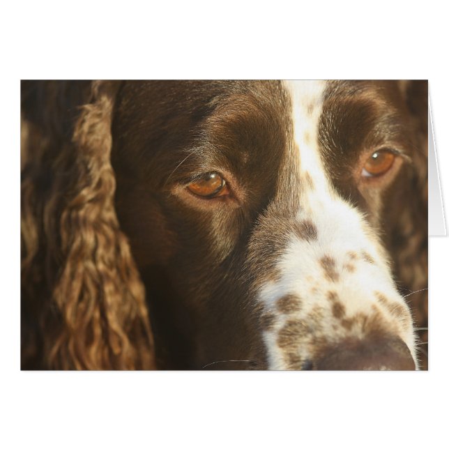 Cartão Cachorro English Springer Spaniel Mensagem Persona (Frente horizontal)