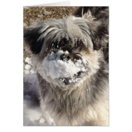 Cartão Cachorro Engraçado com Neve no Nariz
