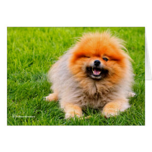 Cartão Cachorro Engraçado Rindo e Piscando