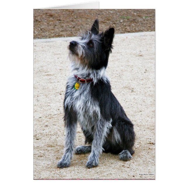 Cartão Cachorro Escrufado (Frente)