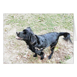 Cartão Cachorro Esperando para Sair para um Passeio